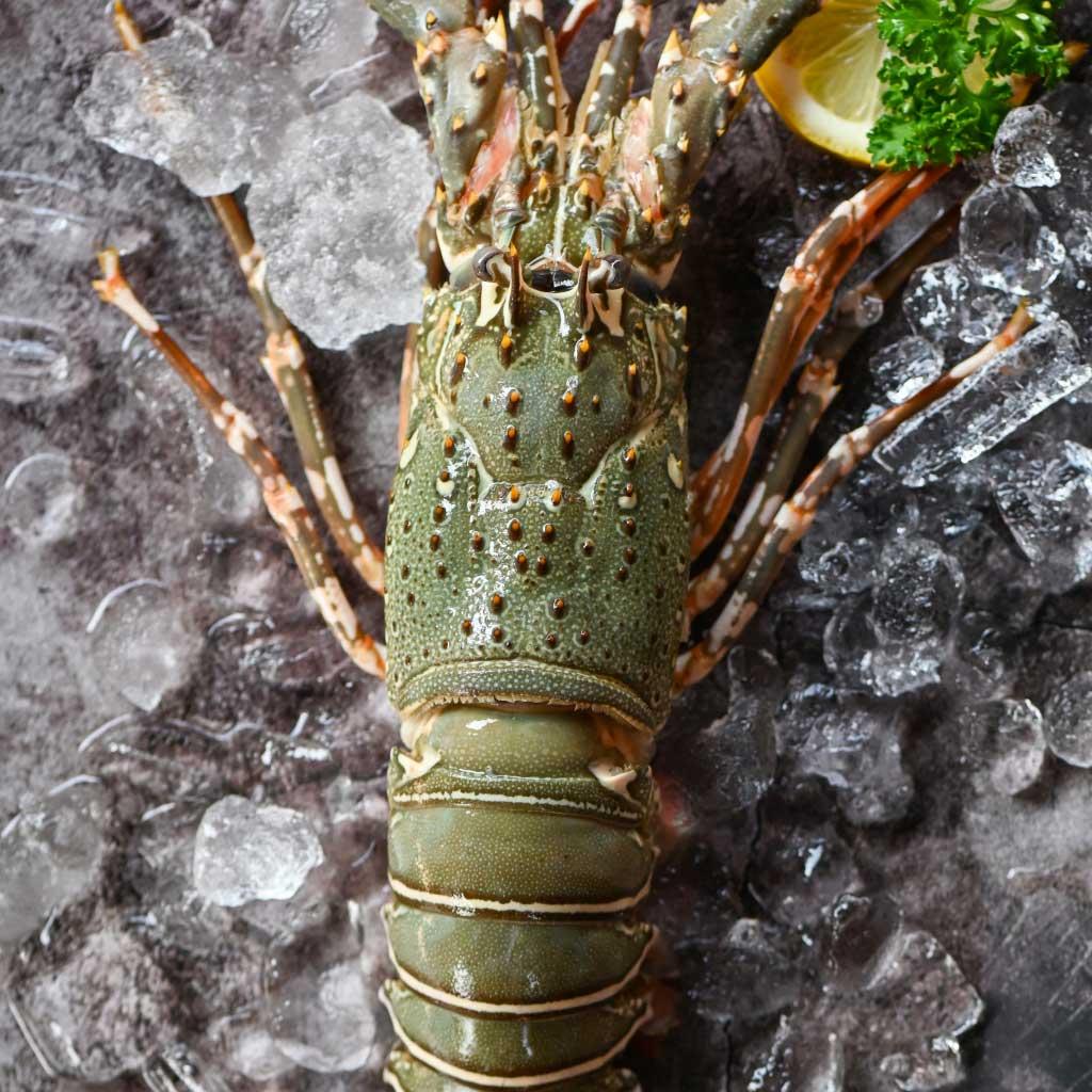 Lobster