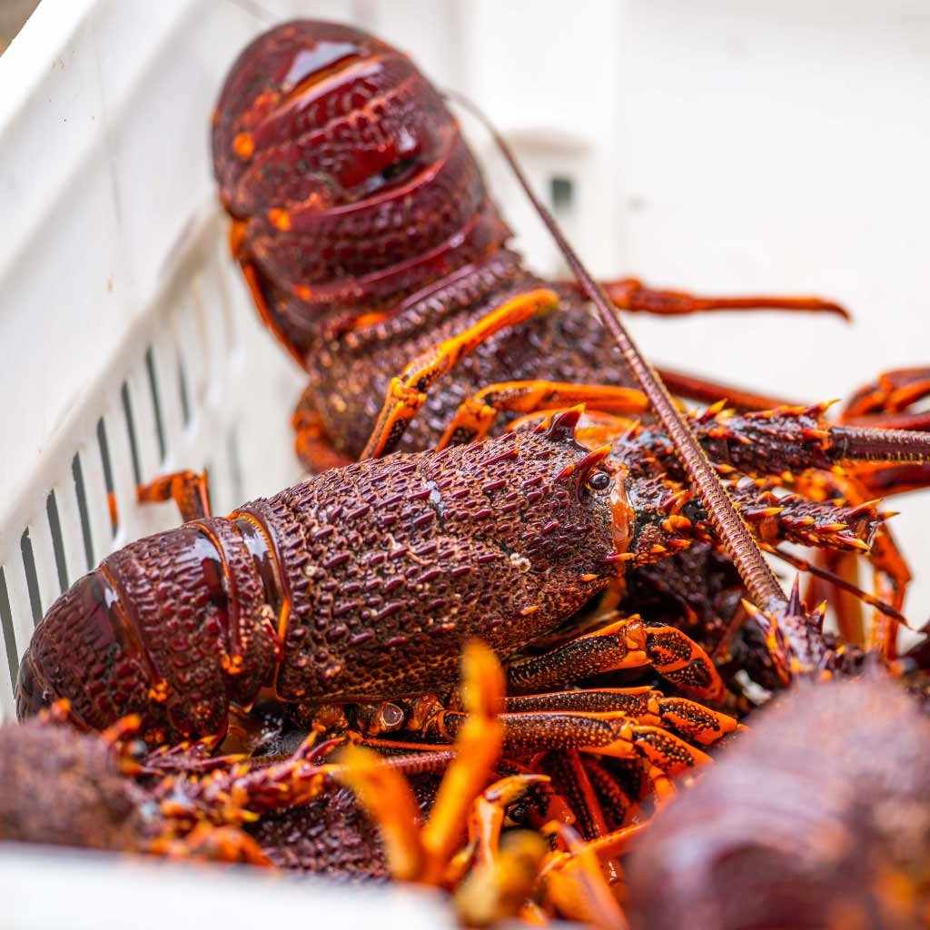 Whole East-Coast Lobster | 300-350g